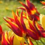 Blumenzwiebeln: Wie viele fürs Beet?