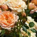 8 perfekte Rosen für Kübel