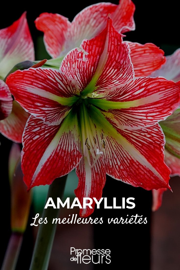 Amaryllis: Die schönsten Sorten