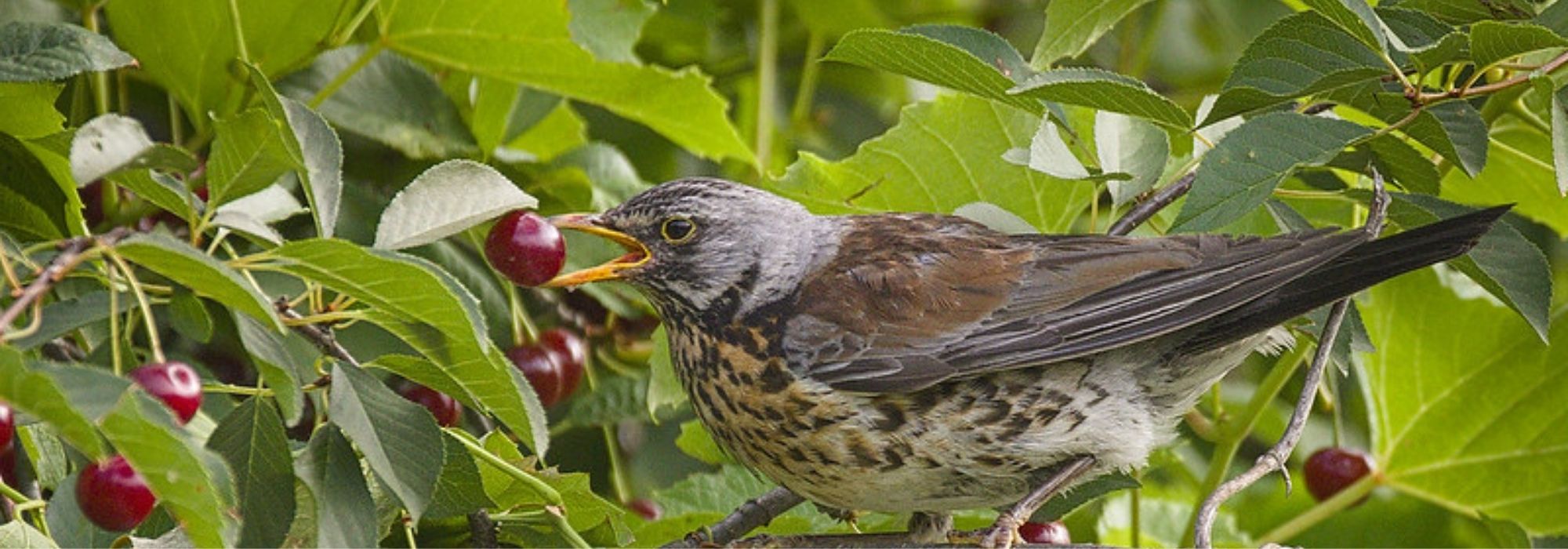 Vogelschutz im Garten: das passende Zubehör