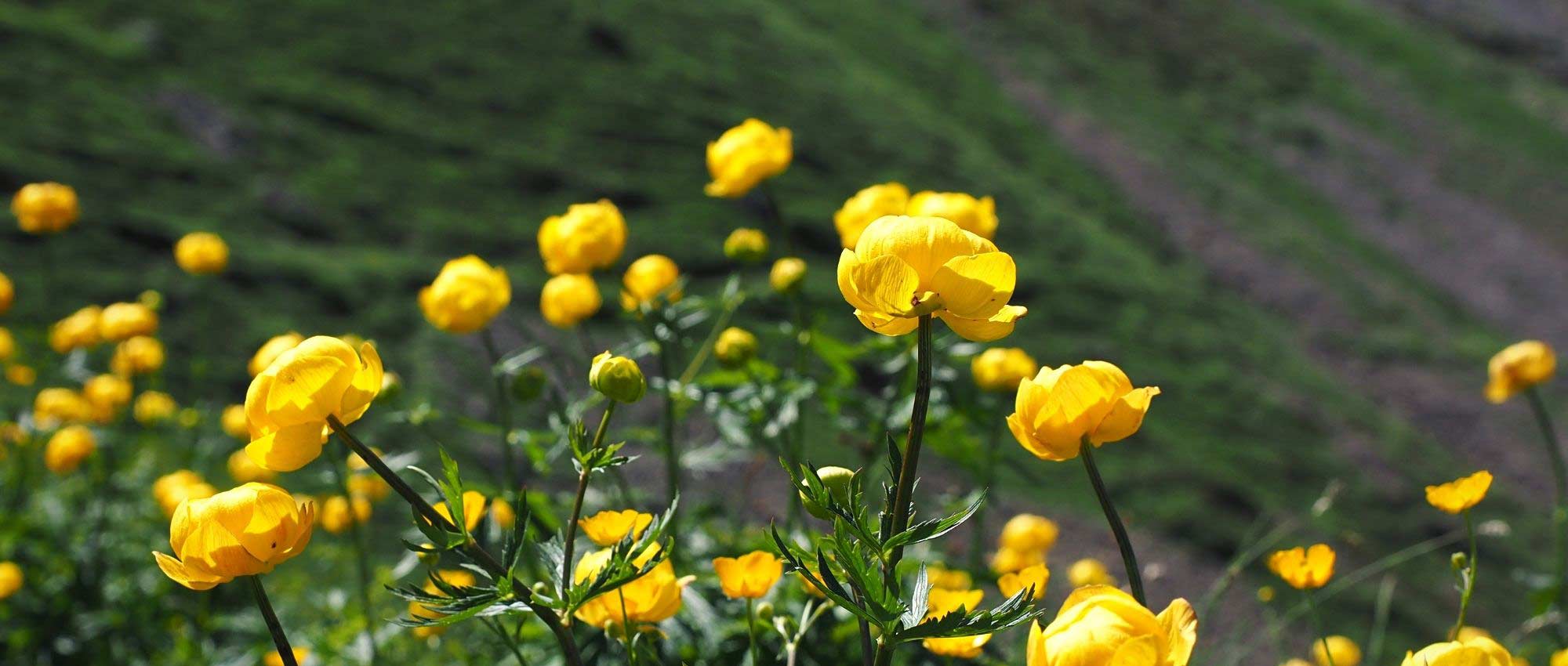 Trollblume pflanzen und pflegen
