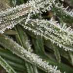 Garten winterfest machen