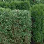 10 beste Sträucher für eine Windschutzhecke