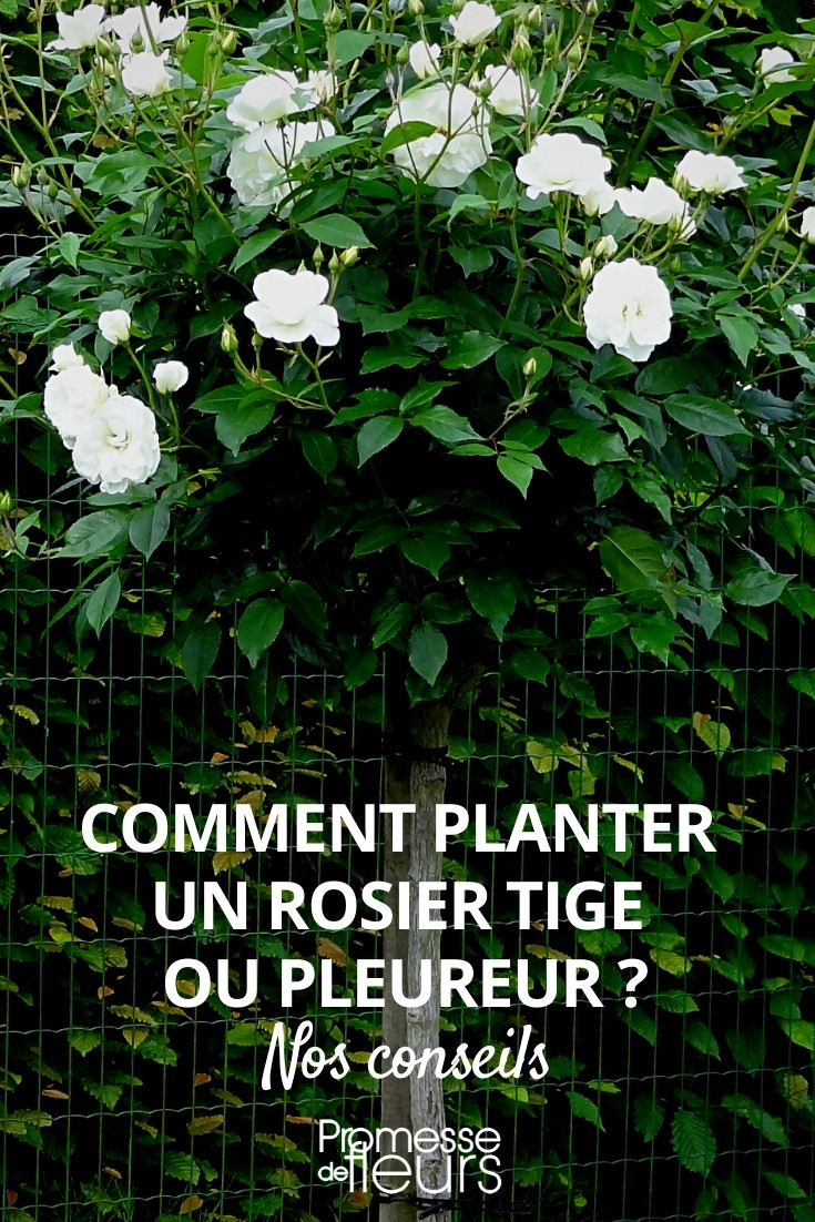 Die Pflanzung von Stammrosen oder Trauerrosen