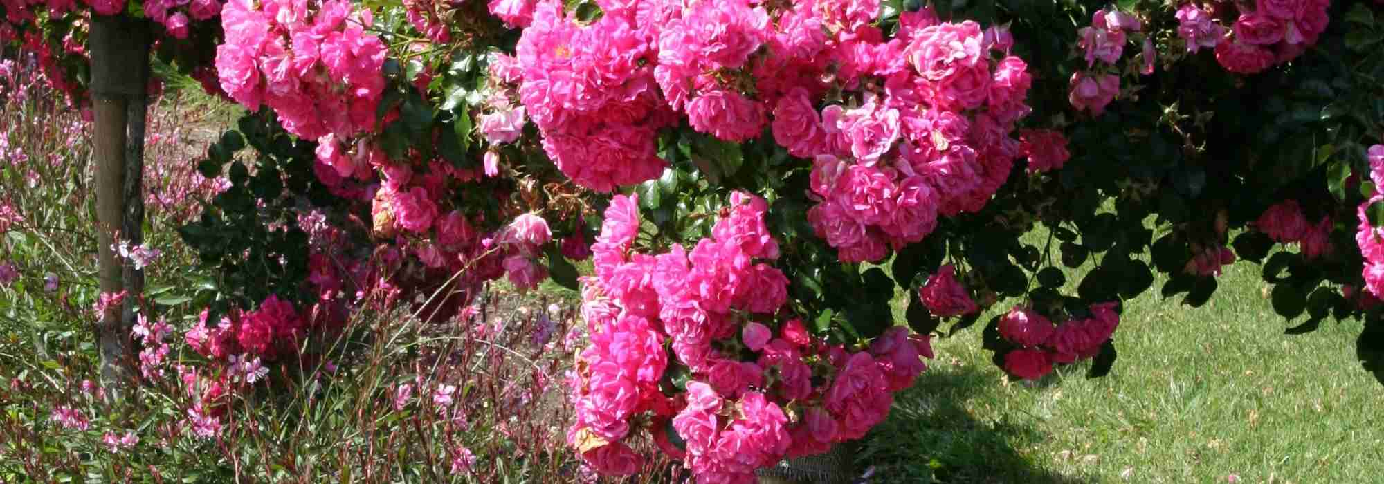 Stammrose oder Trauerrose pflanzen