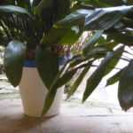Plastik-, abbaubarer oder Terrakottatopf …