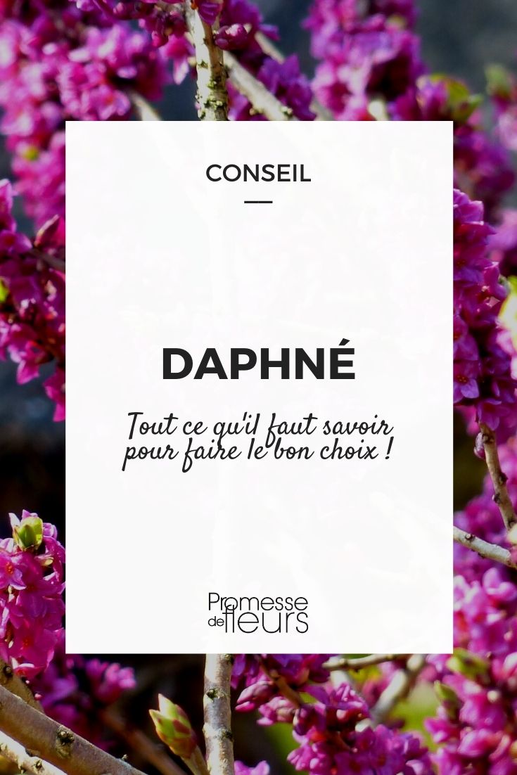 Daphne auswählen