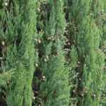7 Bäume für eine Windschutzhecke