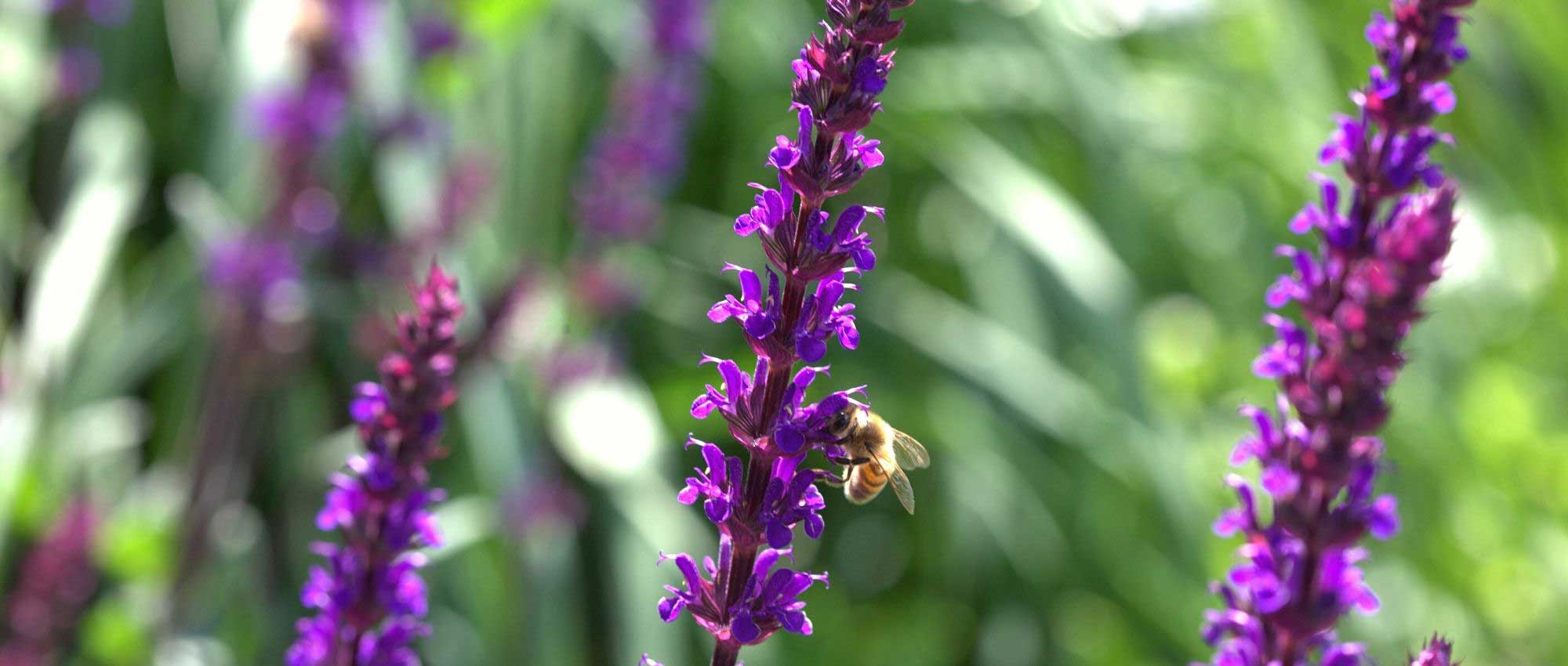 10 Pflanzen mit Ährenblüten: schönste Sorten
