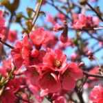 10 Sträucher mit Frühjahrsblüte