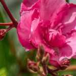 Oleander im Topf kultivieren?