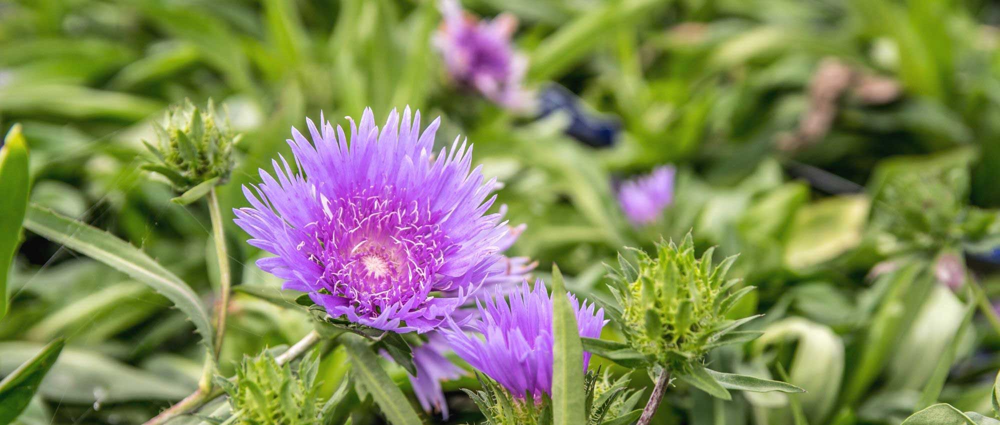 Kornblumenaster: Pflanzen, Pflege & Kultur