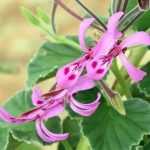 Stecklinge von Duftenden Pelargonien ziehen?
