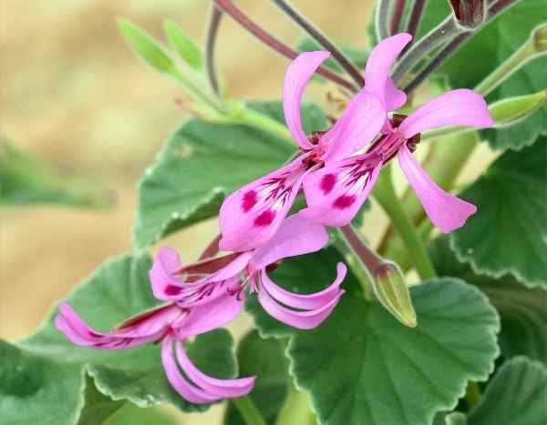 Wie kann man duftende Pelargonien, Efeupelargonien oder Zonalpelargonien durch Stecklinge vermehren?