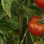 Tomatenjauche herstellen?