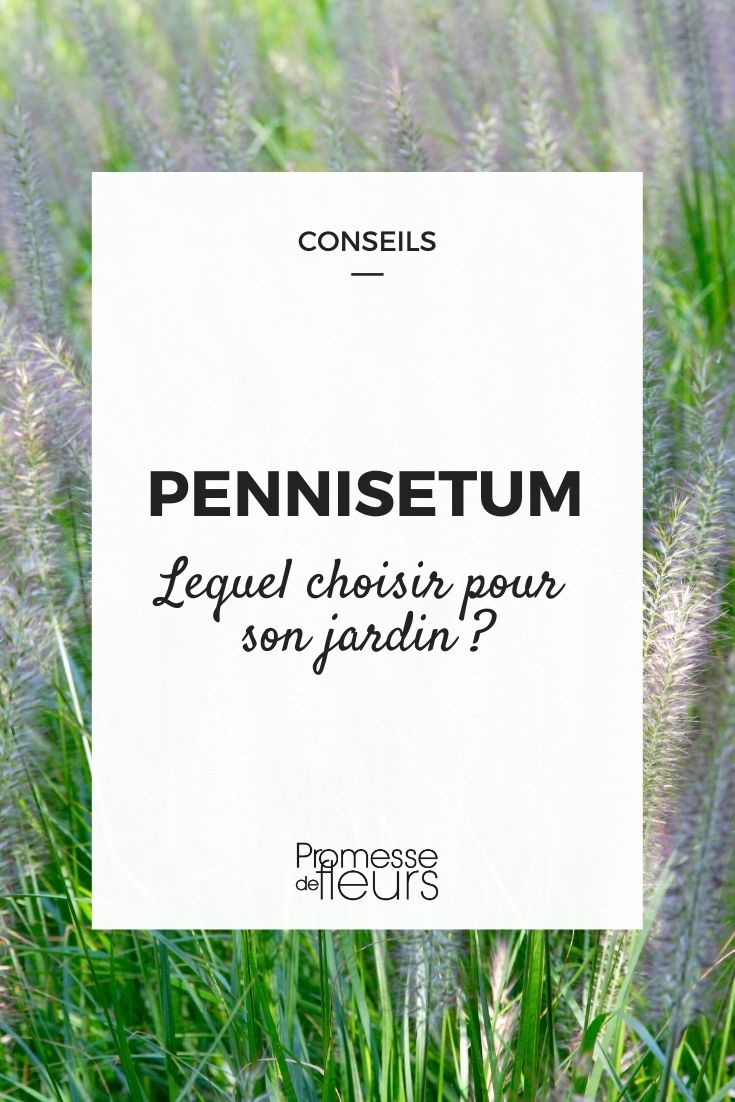 Pennisetum: Kaufberatung