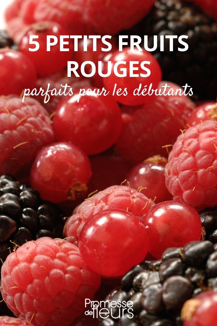 5 kleine rote Beeren
