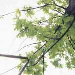 Baum schneiden: die wichtigsten Tipps?