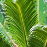 Sagopalmfarn: 10 Fragen und Antworten