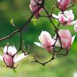 Magnolien: 7 Kombi-Ideen
