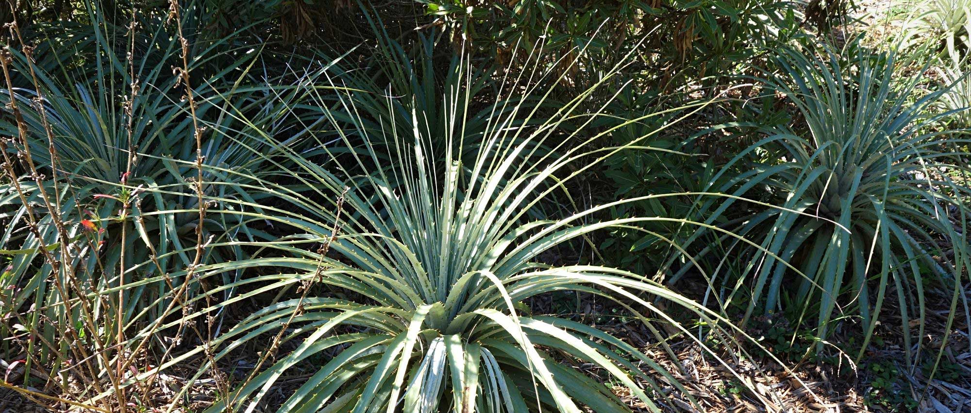 Puya pflanzen, kultivieren und pflegen