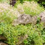 Mauerblumen: So wird die Mauer bunt