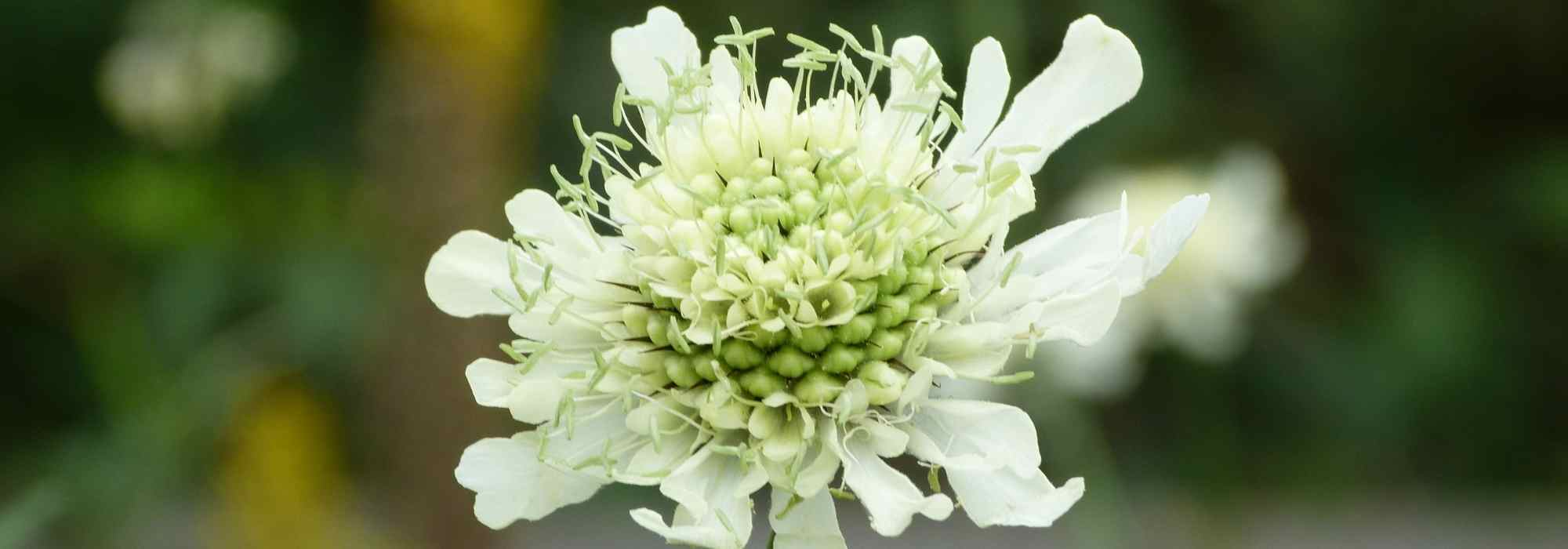 Cephalaria: Pflanzen und Pflege