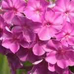 Flammenblume: Welche wählen?