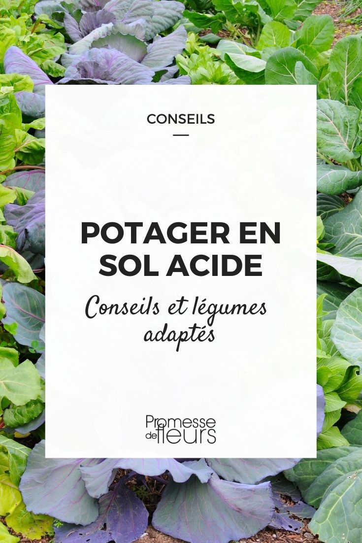 Gemüsegarten mit saurem Boden