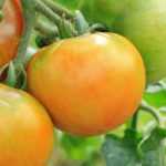 8 Tomatensorten für die Übergangszeit
