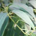 Eukalyptus wählen