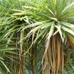 Cordyline kombinieren