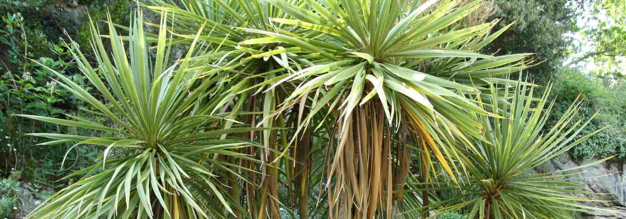 Cordyline kombinieren