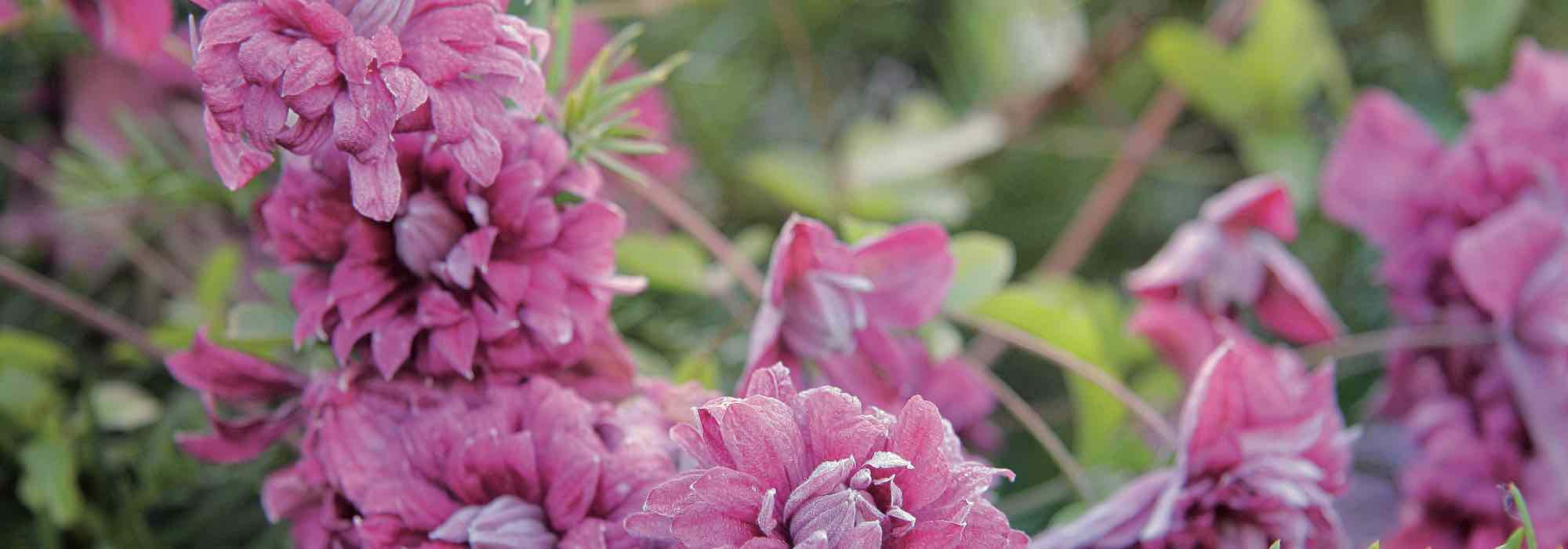 7 rosafarbene Italienische Waldreben für den Garten!