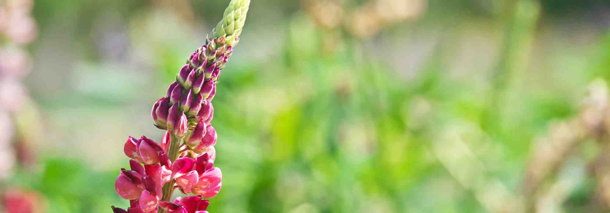 Lupinen: 6 Ideen zum Kombinieren