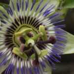 Passionsblume im Topf kultivieren