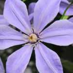 7 blauviolette Italienische Waldreben für den Garten!
