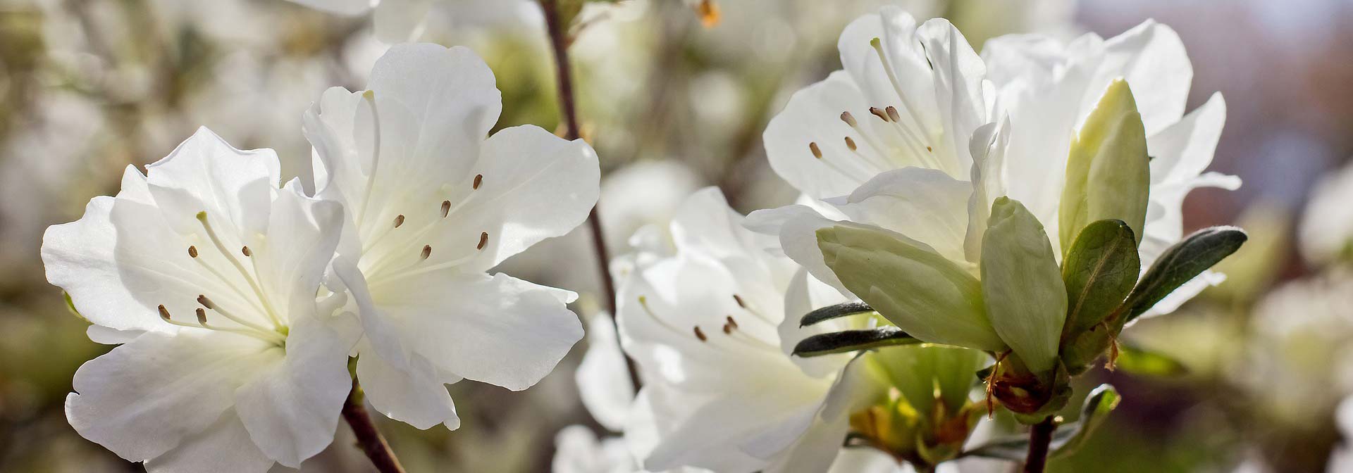 10 weiße Azaleen für einen hellen Garten