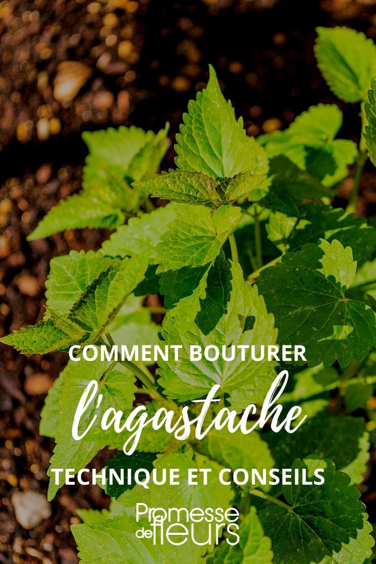Einen Agastache-Steckling ziehen