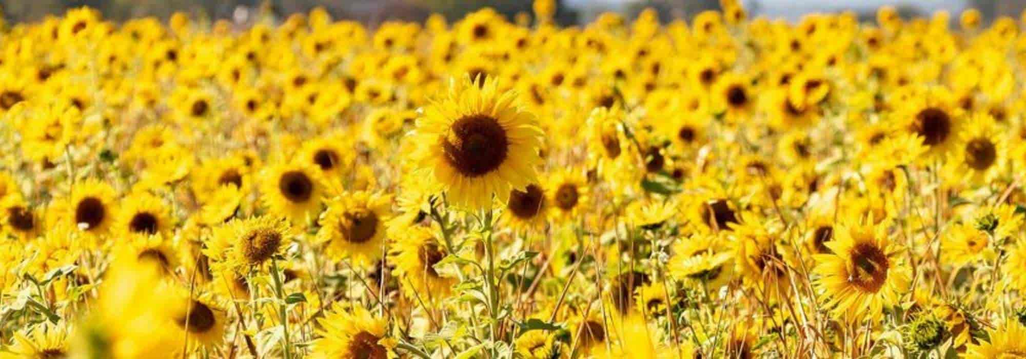 Riesensonnenblumen pflanzen