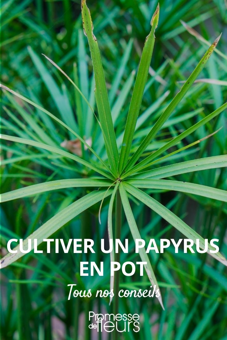 Papyrus im Topf