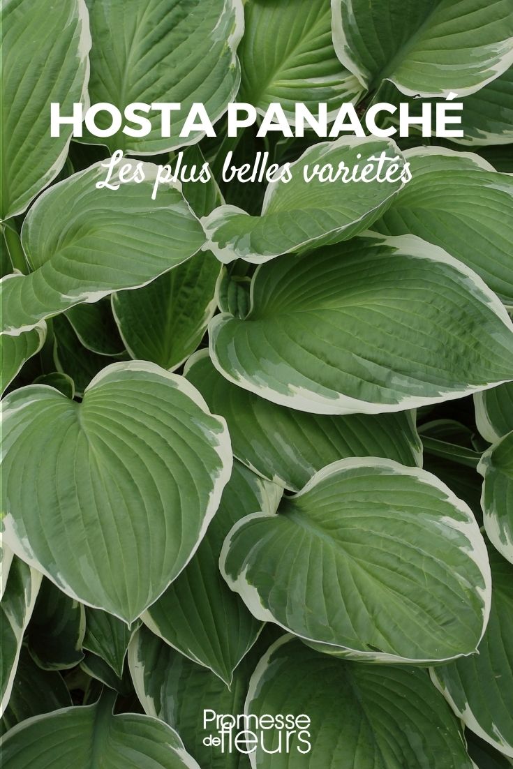 Hosta