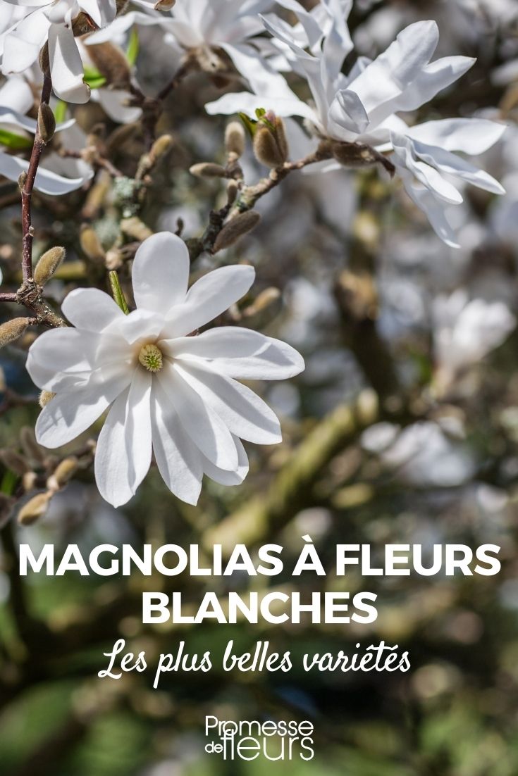 Magnolie mit weißen Blüten