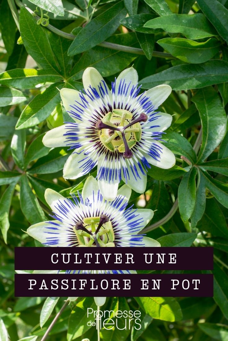 Eine Passionsblume im Topf kultivieren