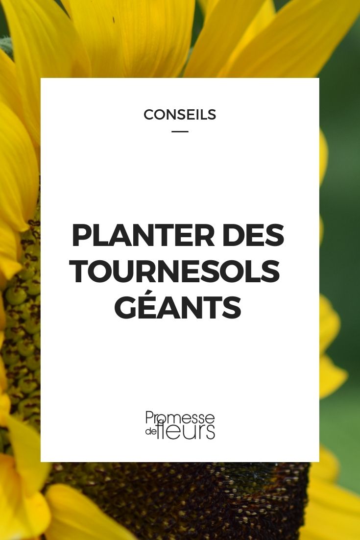 Sonneblumen aussäen