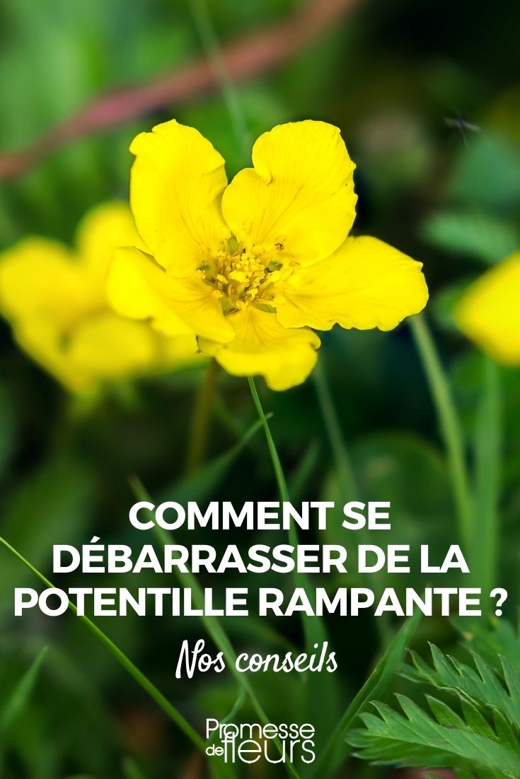 Potentilla reptans: Bekämpfung und natürliche Behandlung