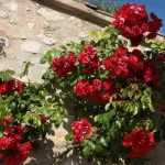 Kletterrose wählen?