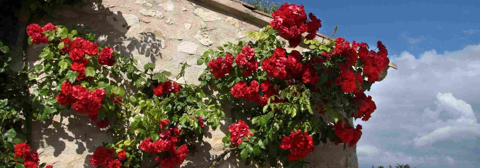 Kletterrose wählen?