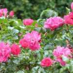 Bodendecker-Rose auswählen?
