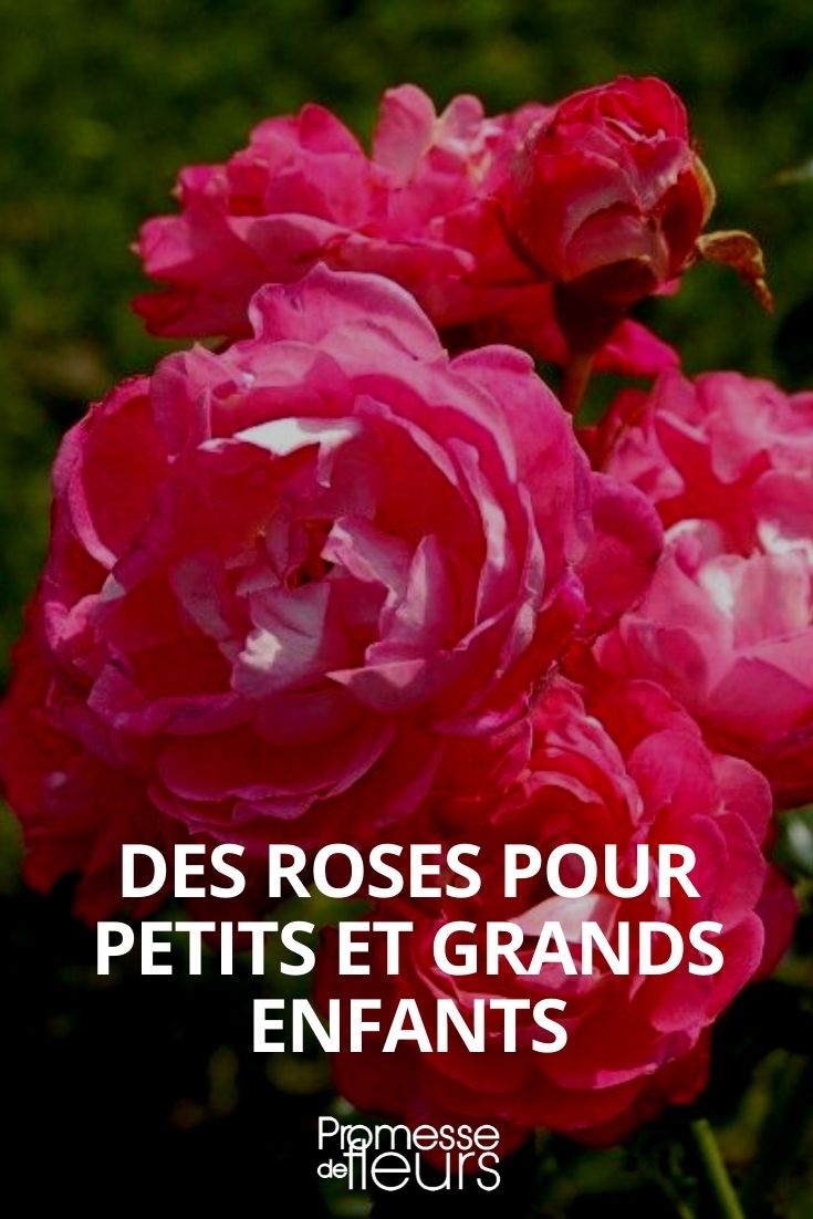 Rosen mit Disney-Figuren-Namen